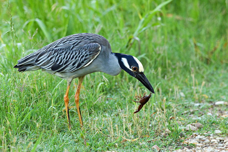 Yellow-Crowned Night-Heron Inspecting Its Catch Yellow-Crowned Night-Heron leaning forward on a grassy roadside with a crawfish dangling from its beak.
