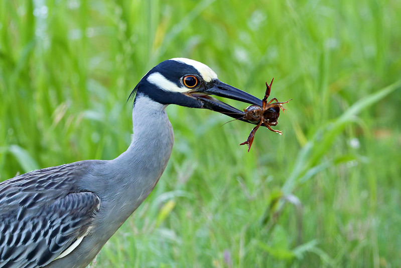 Yellow-Crowned Night-Heron Holding Crawfish Yellow-Crowned Night-Heron gripping a crawfish in its beak, standing alert in a grassy area.