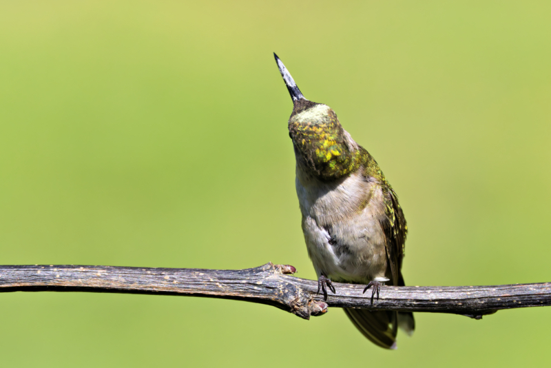 Hummingbird Turns Head to Show Pollen Female Ruby-throated Hummingbird with body facing forward and head turned around, showing pollen on her head and beak.