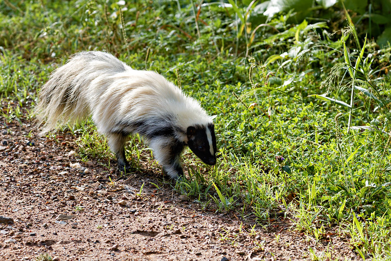 Leucistic Striped Skunk Foraging Leucistic striped skunk with pale silver coat foraging in grass beside gravel road near Ouachita National Forest