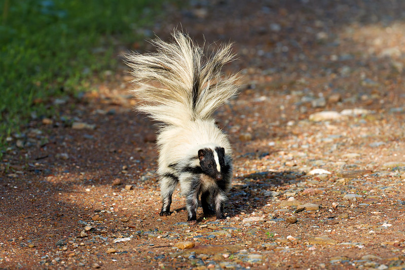 Leucistic striped skunk with predominantly white fur standing on gravel road with tail raised in defensive position.
