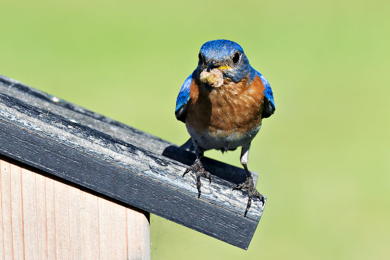 Male Eastern Bluebird Brings Food to Female After Losing Chicks Male Eastern Bluebird perched on wooden birdhouse roof with bright blue head and wings, orange breast, and food visible in his beak against green background
