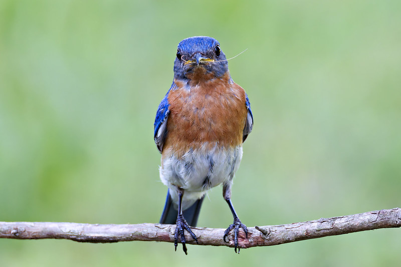 Male Eastern Bluebird perched on wooden branch with bright blue head and wings, orange breast, and small piece of nesting material visible in his beak against green background