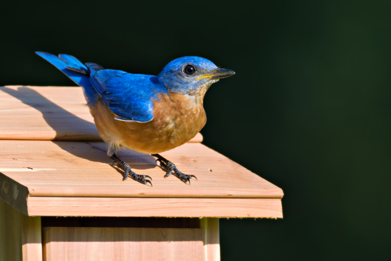 Male Eastern Bluebird Inspects New Nest Box Male Eastern Bluebird perched on the roof of a wooden birdhouse, facing forward with bright blue feathers.