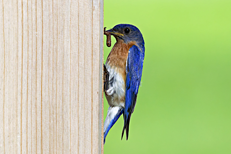 Male Eastern Bluebird holding a caterpillar at the entrance of a wooden birdhouse.