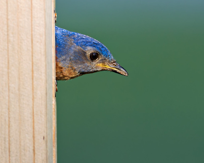 Male Eastern Bluebird Removes Leftover Nesting Material from Empty Birdhouse Close-up of male Eastern Bluebird head and beak emerging from wooden birdhouse entrance with nesting material in his beak against green background