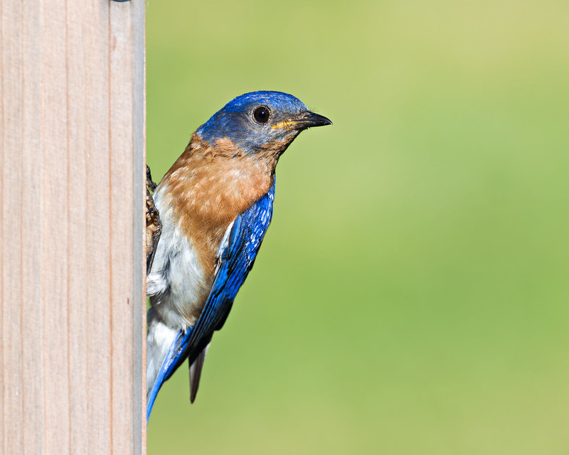 Male Eastern Bluebird at Birdhouse Entrance After Chicks Disappeared Male Eastern Bluebird perched at wooden birdhouse entrance with blue head and wings, orange breast, against green background