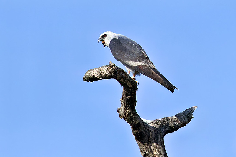 Mississippi Kite Begins Regurgitation Mississippi Kite perched on a branch with beak open, beginning pellet regurgitation.