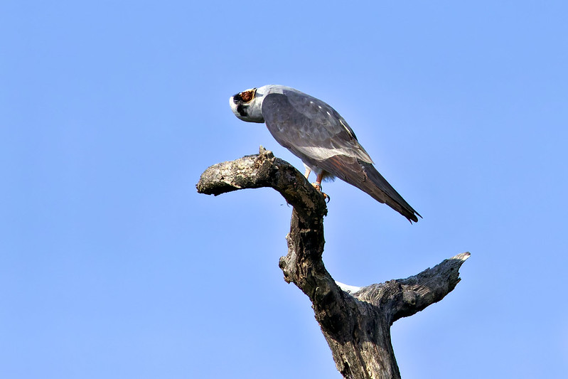 Mississippi Kite perched with head turned sharply, trying to expel a pellet.
