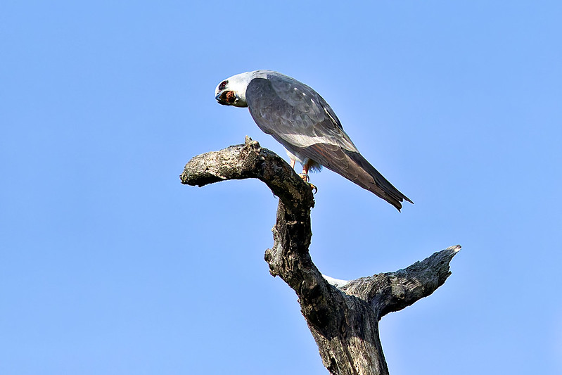 Mississippi Kite Twisting to Dislodge Pellet Mississippi Kite turning its head while a pellet begins to emerge from its beak.
