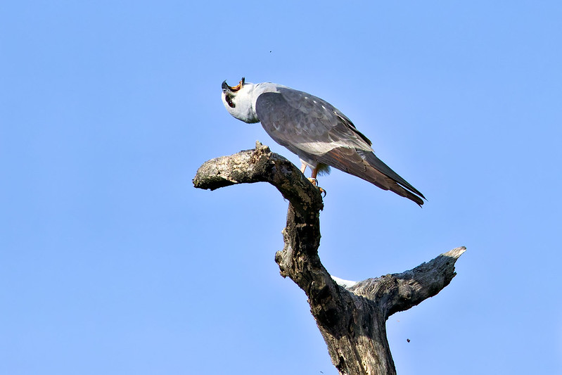 Mississippi Kite in Final Thrust to Expel Pellet Mississippi Kite with head tilted upward, finishing the regurgitation of a pellet.