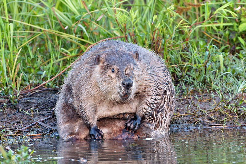 North American Beaver grooming itself at the water's edge in early morning light