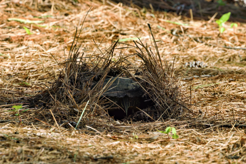 Red-eared Slider Covered by Pine Needles While Nesting Red-eared Slider turtle partially hidden under pine needles and grass while digging nest in yard.