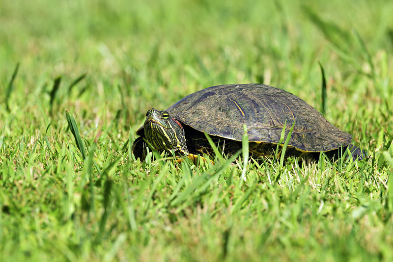 Red-eared Slider turtle walking through green grass in residential Arkansas yard