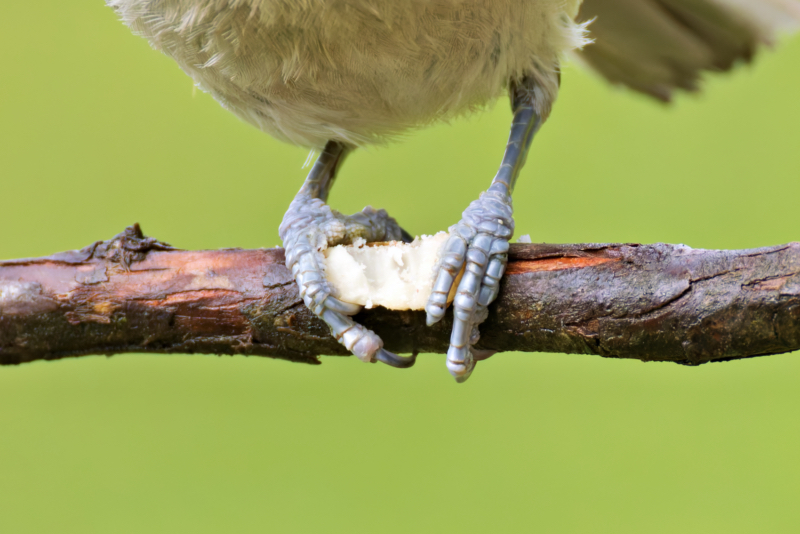 Tufted Titmouse bird gripping white sunflower seed with both feet on cedar branch against green background.