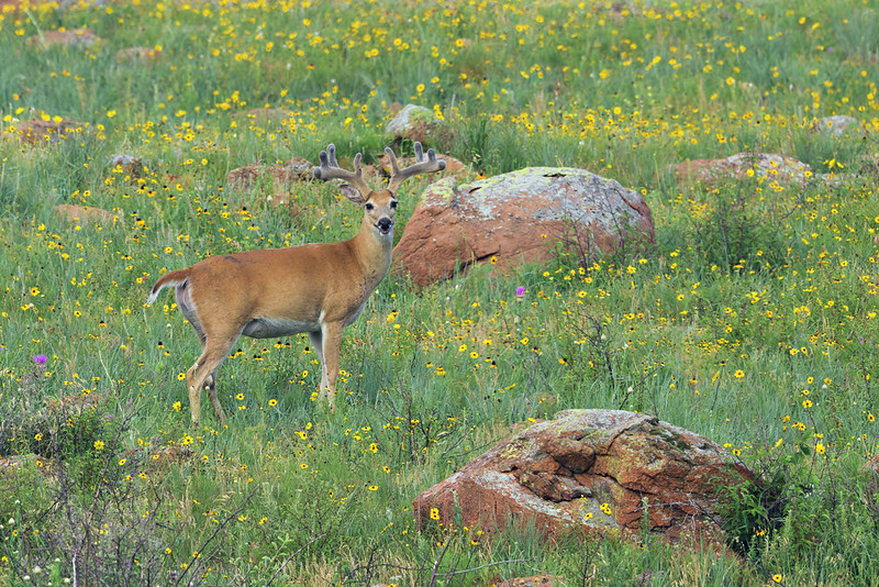 Velvet-Antlered Buck in Yellow Wildflowers Velvet-antlered White-tailed Buck standing alert among yellow wildflowers and large red rocks in Oklahoma grassland.