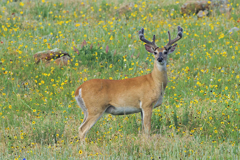 Single White-tailed Buck with velvet antlers standing in a field of spring wildflowers and grass in the Wichita Mountains.