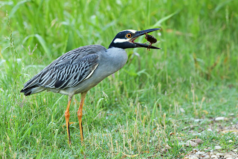 Yellow-Crowned Night-Heron Tossing Crawfish Yellow-Crowned Night-Heron tossing a crawfish into the air while standing on grass near the road.