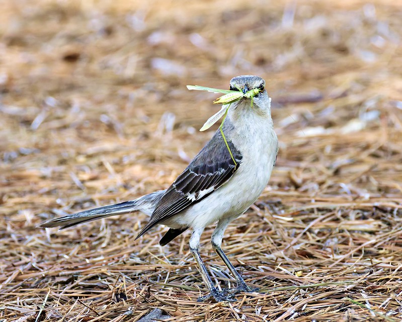 Adult Northern Mockingbird with Insect for Chicks Adult Northern Mockingbird standing on pine needles with a green insect in its beak.