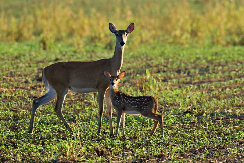 White-tailed Doe and fawn standing in an open field with morning light on them.