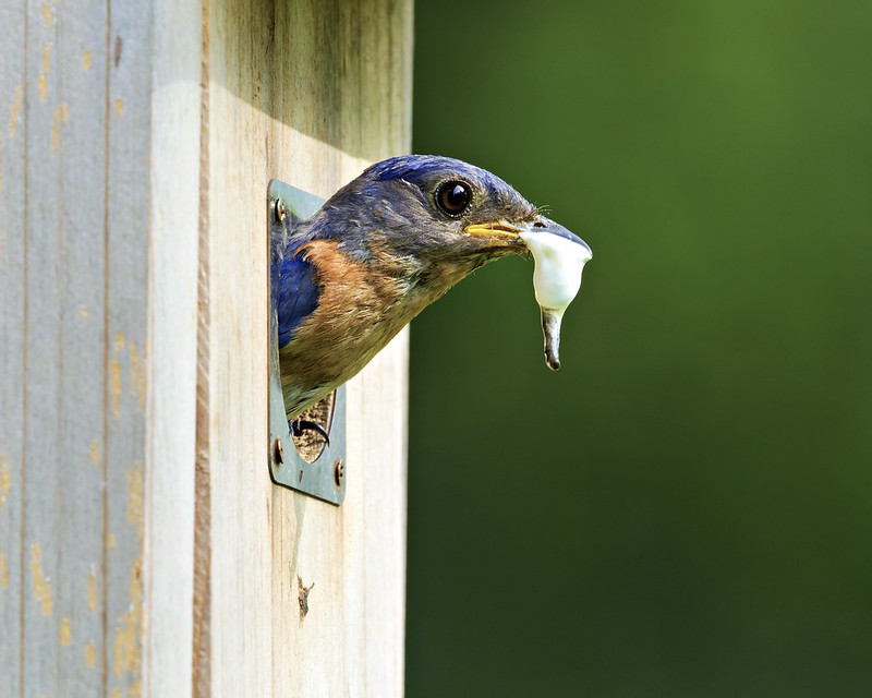 Bluebird Parent Removing Fecal Sac Eastern Bluebird sticking head out of birdhouse holding a white fecal sac in its beak