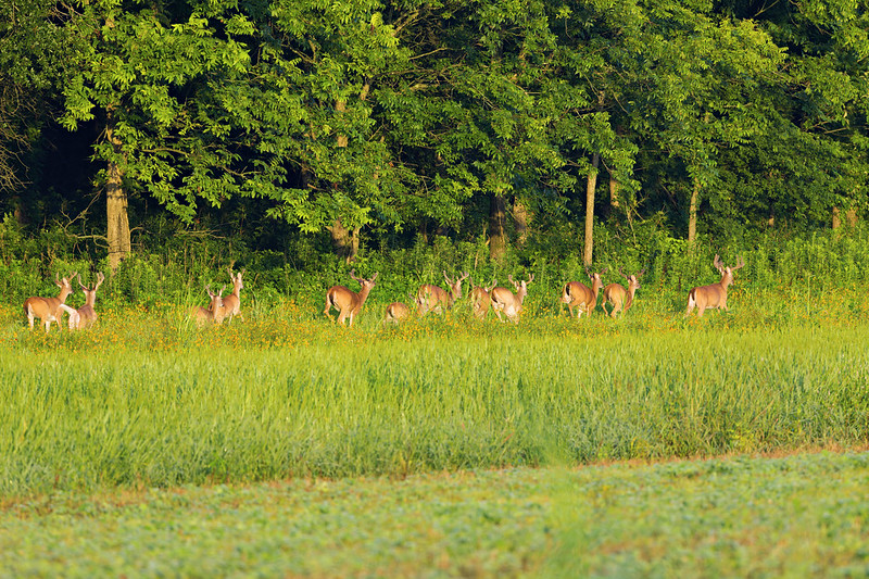 Several White-tailed Bucks standing in tall grass along a forest border at sunrise.