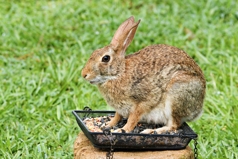 Cottontail Rabbit Sitting in Bird Feeder Cottontail Rabbit sitting upright in a mesh bird feeder tray filled with seeds on a grassy lawn.