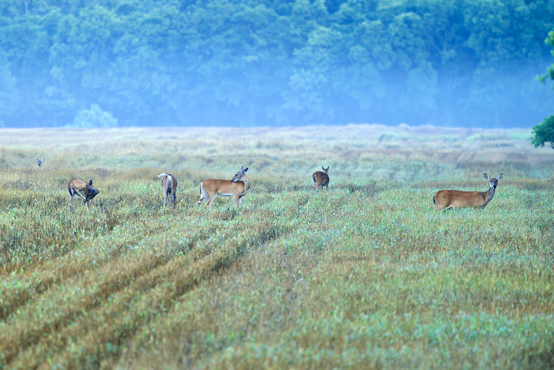 Group of White-tailed Deer in a dewy field with blue mist and forest background at Holla Bend.