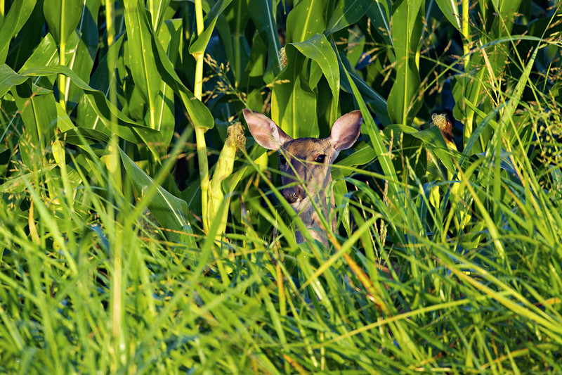 White-tailed Deer peering through corn stalks and tall grass at Holla Bend.