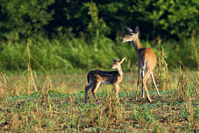 White-tailed Doe walking with her fawn in a grassy field during sunrise.