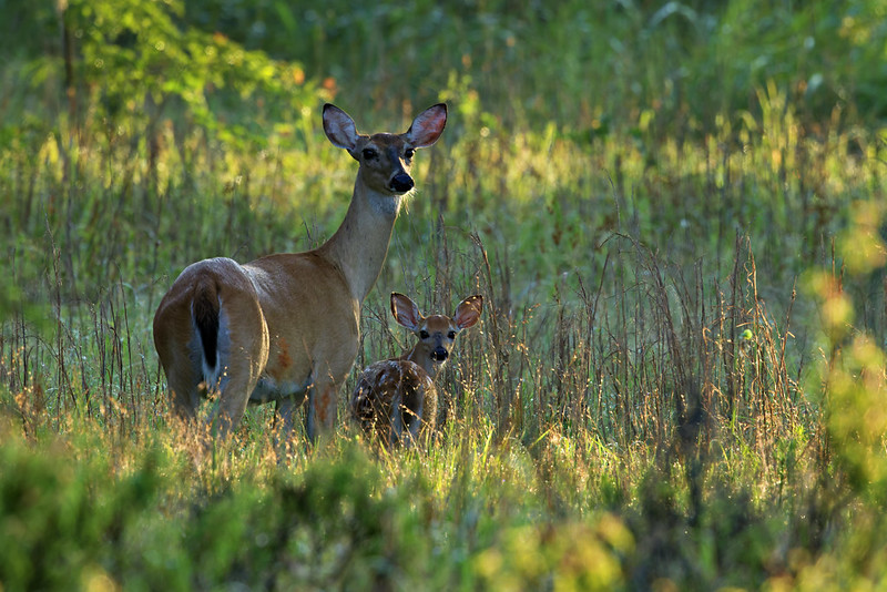 White-tailed Doe and spotted fawn in tall grass and early morning light at Holla Bend.