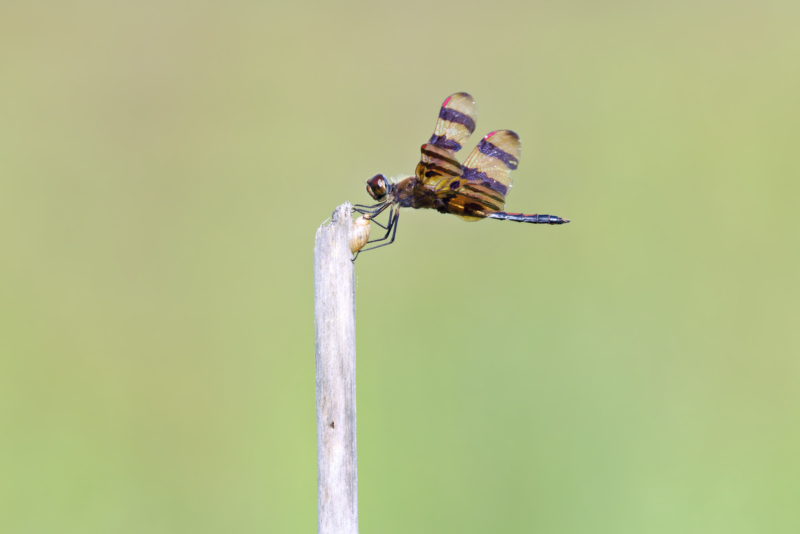 Halloween Pennant Dragonfly with striped wings perched on a weathered vertical stem beside a small snail shell, set against a soft green background.