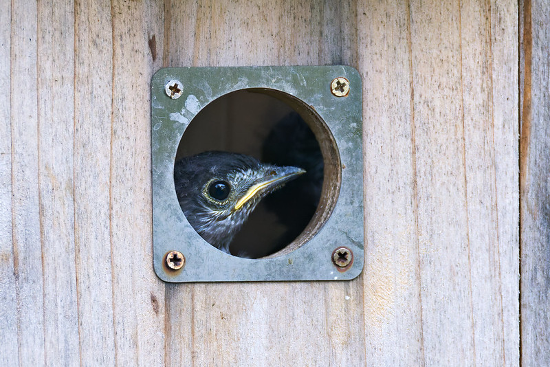 Side view of an Eastern Bluebird chick inside a nest box, facing right with its beak visible through the round entry hole.