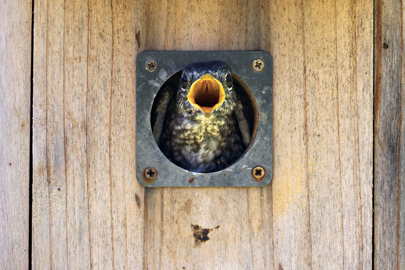 Eastern Bluebird chick with open beak looking out from inside a wooden birdhouse on a hot day