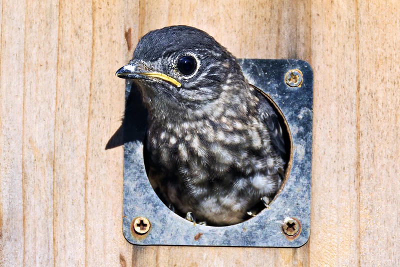 uvenile Eastern Bluebird peering out from a wooden nest box, showing speckled chest and readying for its first flight
