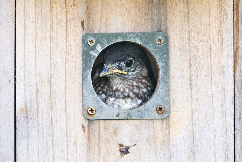 Juvenile Eastern Bluebird looking out from a wooden nest box in Arkansas, ready to fledge.