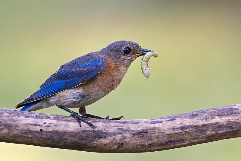 Eastern Bluebird Parent Bringing Food Female Eastern Bluebird perched on a branch with a green caterpillar in its beak