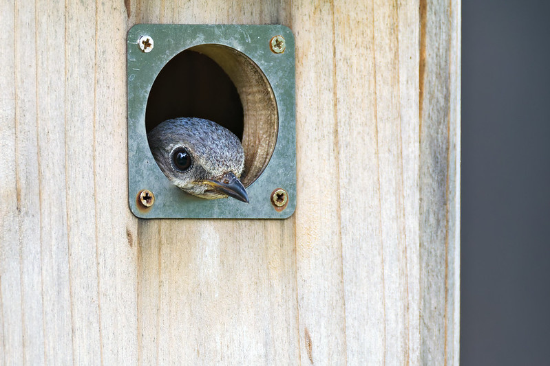 Female Eastern Bluebird on Alert at Nest Box Female Eastern Bluebird peeking out of a wooden nest box opening, alert and observing surroundings.