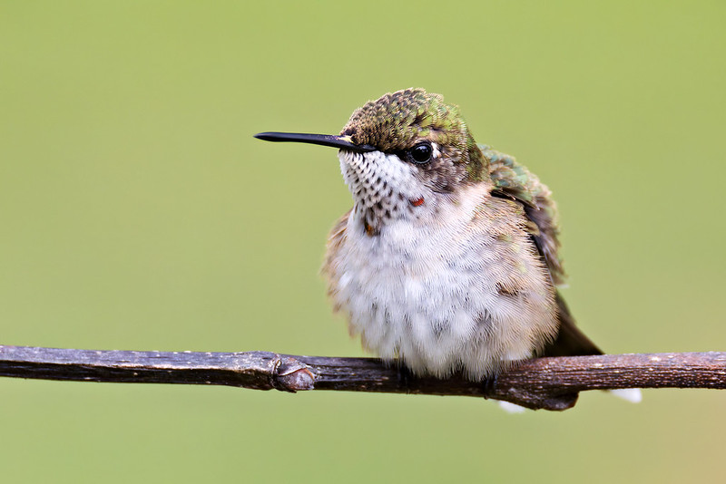 Young Ruby-throated Hummingbird perched with fluffed feathers, facing slightly left, showing tiny red markings under the beak.