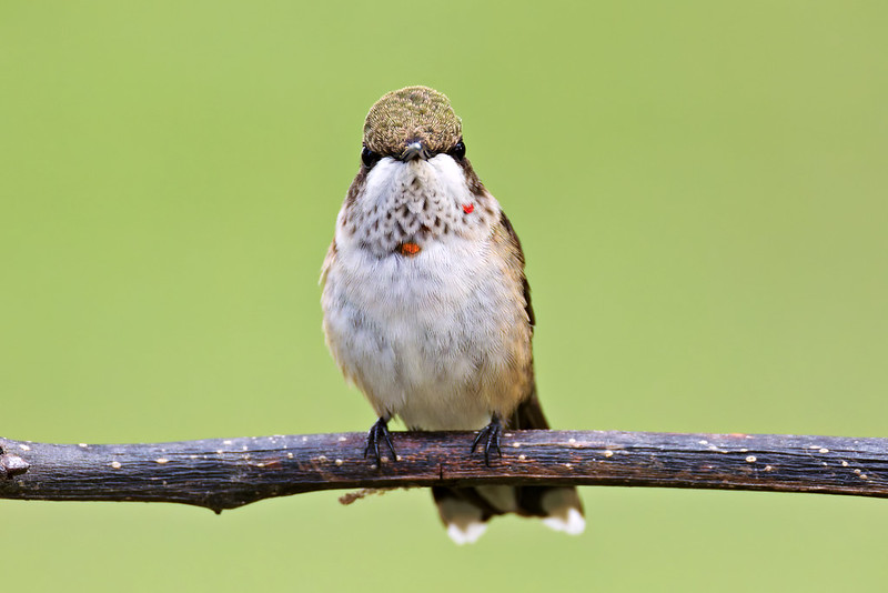 Juvenile Ruby-throated Hummingbird facing forward on a branch, showing scattered red spots on its white throat.