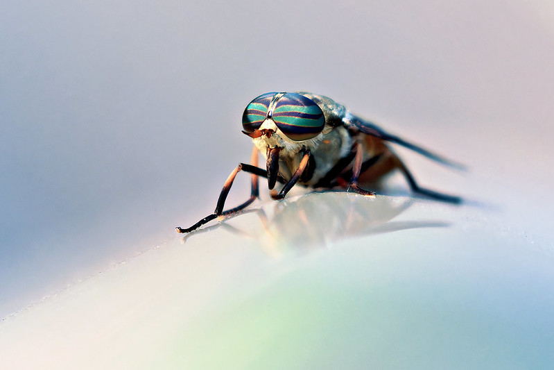 Close-up front view of a male Horse Fly with colorful, striped eyes resting on a smooth surface at Sequoyah National Wildlife Refuge.