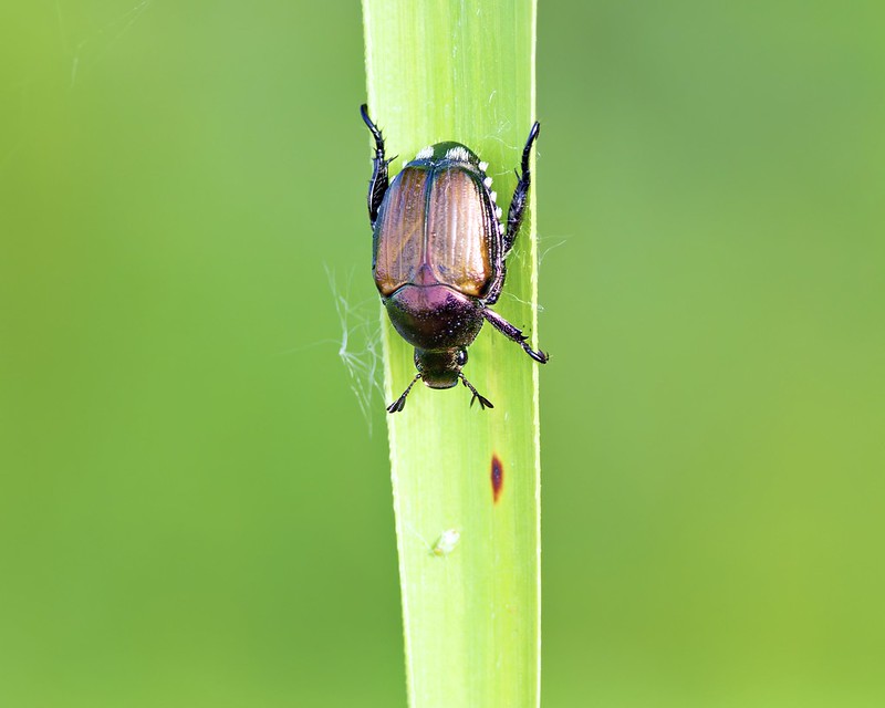 Close-up of a Japanese beetle with copper and green coloring resting on a vertical blade of grass, photographed at Sequoyah National Wildlife Refuge in Oklahoma.