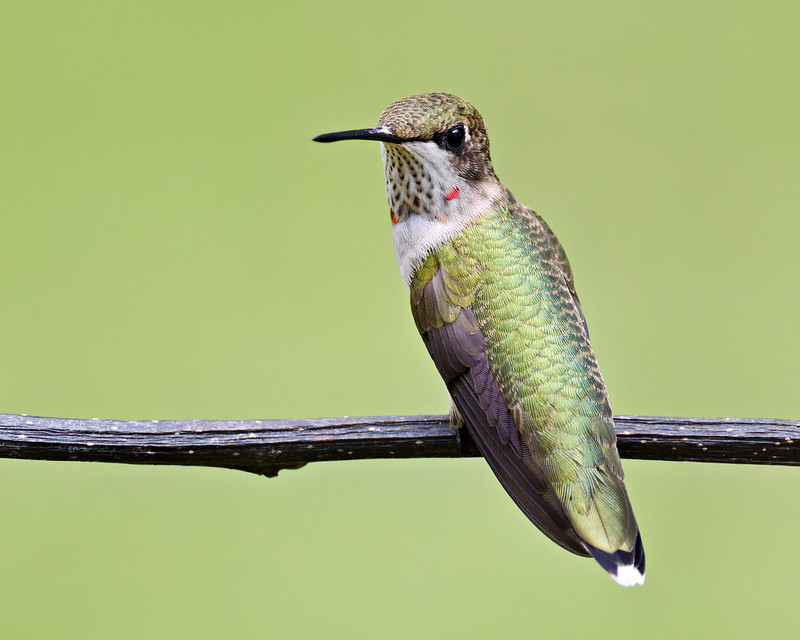 Juvenile Ruby-throated Hummingbird perched on a branch in profile, displaying green plumage and small red spots on throat.