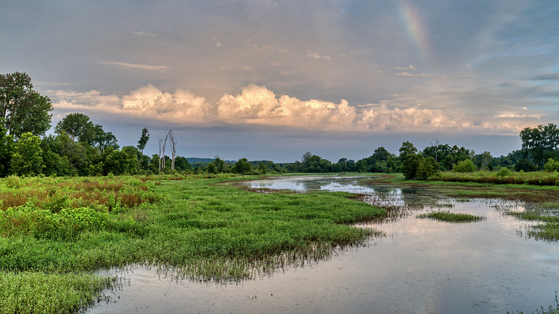 Lower Scarborough Slough at Sunrise Wetland scene with soft sunrise light, green vegetation, and a faint rainbow at Lower Scarborough Slough