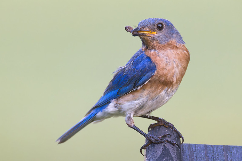 Male Eastern Bluebird perched on a birdhouse holding an insect in his beak, preparing to feed chicks.