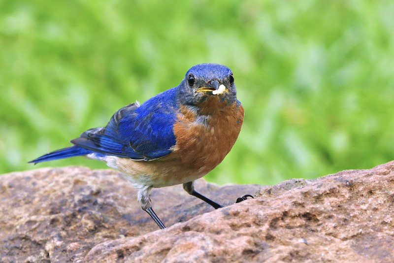 Male Eastern Bluebird standing on a rock holding a piece of peanut in his beak, green blurred background.