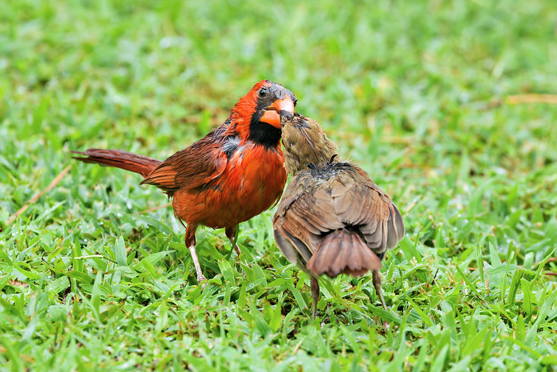 Male Northern Cardinal feeding a juvenile on damp grass in Arkansas after a summer rain.