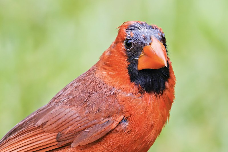 Male Northern Cardinal with bald head due to molting, photographed from the front in a backyard setting in Arkansas.