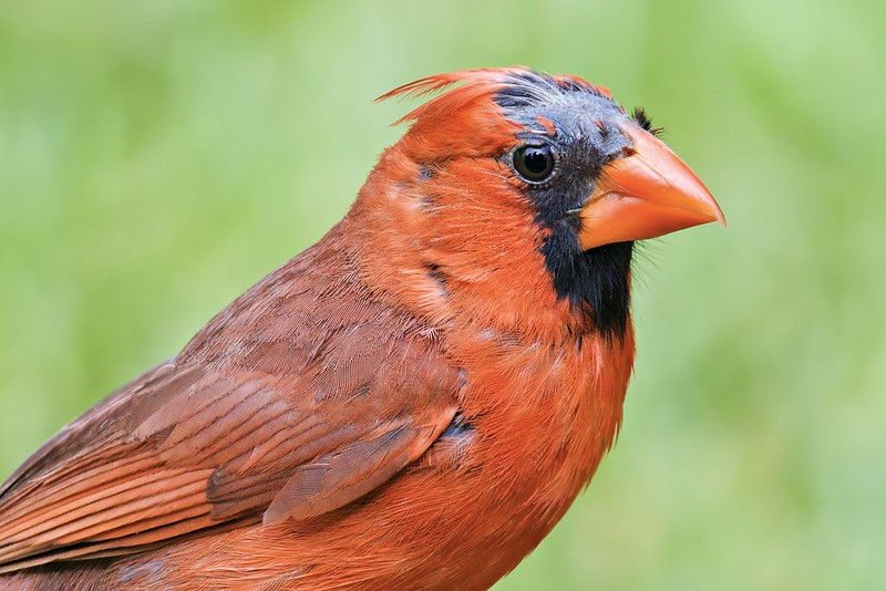 Molting Male Northern Cardinal - Side Profile Side profile of a male Northern Cardinal with patchy head feathers caused by early molting, taken in a backyard in Arkansas.