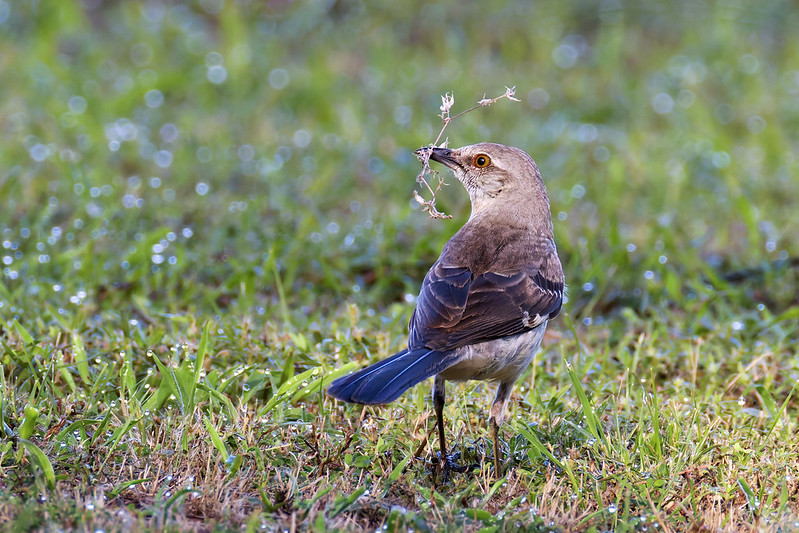 Northern Mockingbird holding nesting material in its beak while standing on dewy grass in a backyard setting.
